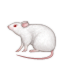 mouse2